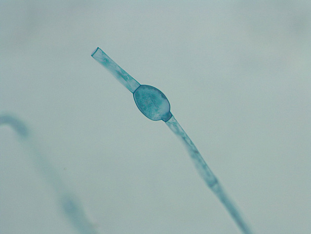 Odegonium Slides - Odegonium 03 100X